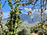 Pachia Ammos MIT VIDEO! Kreta, Pachia Ammos: Teilweise renoviertes Haus mit Garten zu verkaufen Haus kaufen